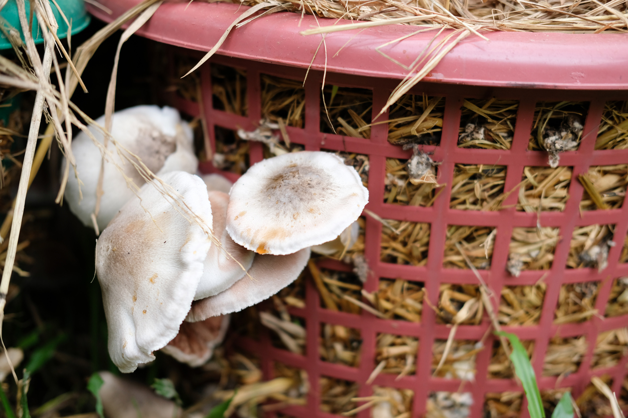 straw mushroom growing in farm